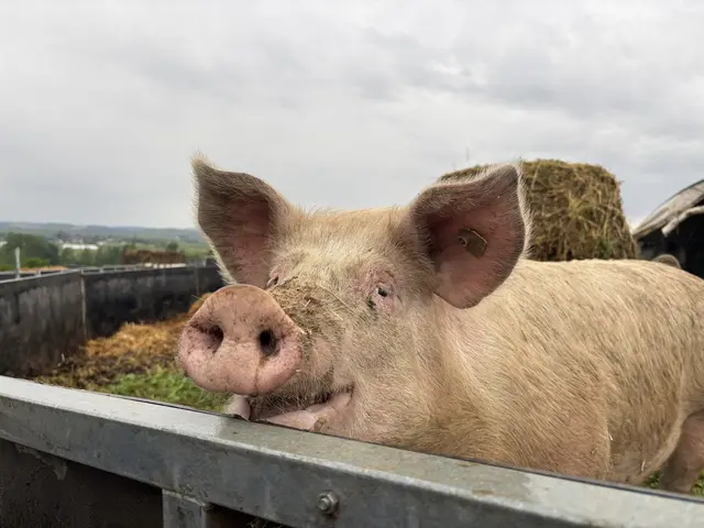 Die Brüder Hubmann sehen ihre Tiere nicht nur als Nutztiere, sondern als Teil eines Kreislaufes. | Foto: Lina Chalusch