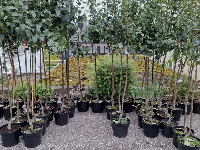 1.000 Sträucher und 260 Obstbäume von den Pabneukirchner Jägern gratis verteilt.  | Foto: Zinterhof