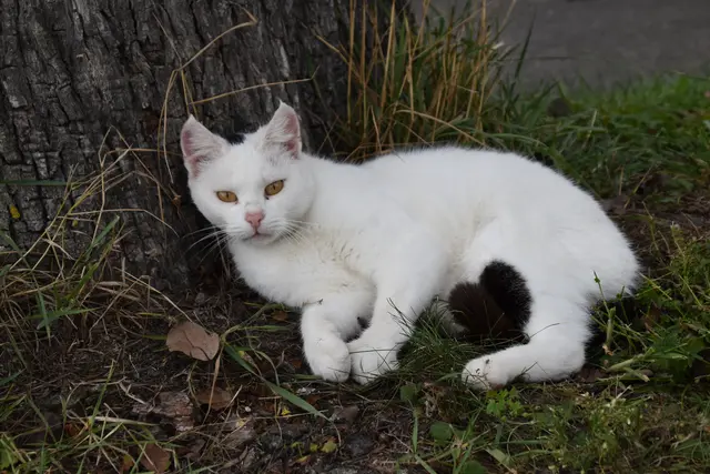 Tag der offenen Tür bei der Wohngruppe in Gumprechtsfelden: Einblicke in die tiergestützte Pädagogik | Foto: Roland Mayr/MeinBezirk Scheibbs
