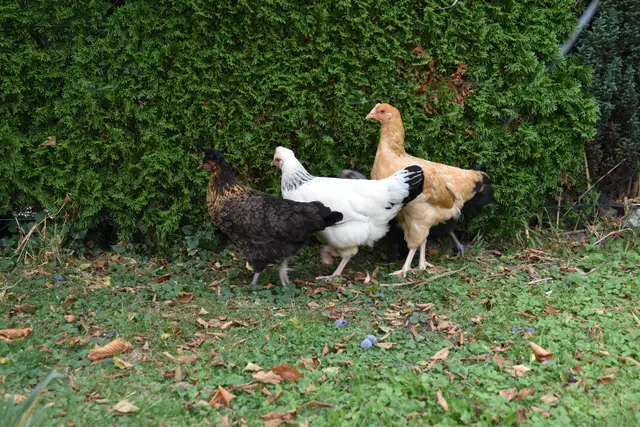 Tag der offenen Tür bei der Wohngruppe in Gumprechtsfelden: Einblicke in die tiergestützte Pädagogik | Foto: Roland Mayr/MeinBezirk Scheibbs