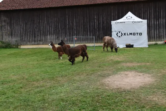 Tag der offenen Tür bei der Wohngruppe in Gumprechtsfelden: Einblicke in die tiergestützte Pädagogik | Foto: Roland Mayr/MeinBezirk Scheibbs
