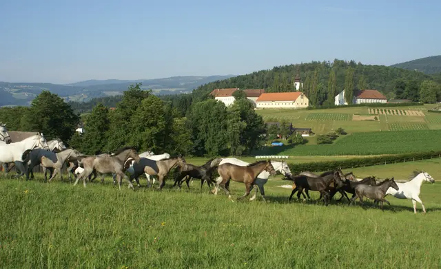 Das Leben auf dem Land, das Idyll der Lipizzanerheimat ist nicht mehr alle attraktiv. | Foto: Lipizzanergestüt Piber