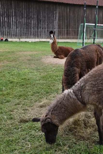 Tag der offenen Tür bei der Wohngruppe in Gumprechtsfelden: Einblicke in die tiergestützte Pädagogik | Foto: Roland Mayr/MeinBezirk Scheibbs