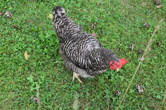 Tag der offenen Tür bei der Wohngruppe in Gumprechtsfelden: Einblicke in die tiergestützte Pädagogik | Foto: Roland Mayr/MeinBezirk Scheibbs