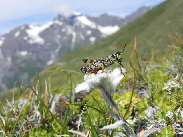 Gebirgsheuschrecke. | Foto: Illich