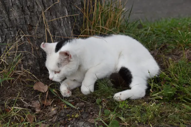 Tag der offenen Tür bei der Wohngruppe in Gumprechtsfelden: Einblicke in die tiergestützte Pädagogik | Foto: Roland Mayr/MeinBezirk Scheibbs