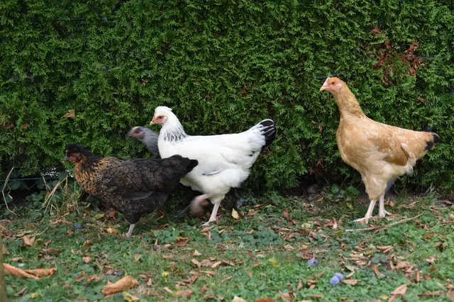 Tag der offenen Tür bei der Wohngruppe in Gumprechtsfelden: Einblicke in die tiergestützte Pädagogik | Foto: Roland Mayr/MeinBezirk Scheibbs