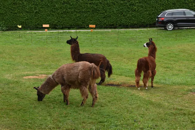 Tag der offenen Tür bei der Wohngruppe in Gumprechtsfelden: Einblicke in die tiergestützte Pädagogik | Foto: Roland Mayr/MeinBezirk Scheibbs