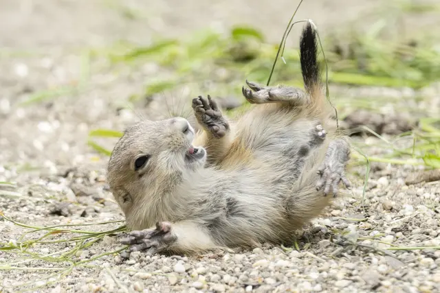 Ein verspielter Schwarzschanz-Präriehund ist eines der Motive des Kalenders. | Foto: Daniel Zupanc