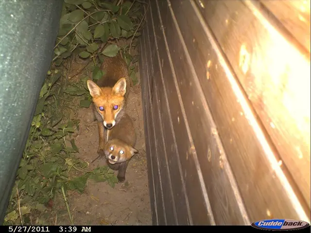 Das erste Bild von wilden Füchsen bei der Tschauner Bühne wurde von einer Wildtierkamera 2011 geschossen.  | Foto: Tschauner Bühne