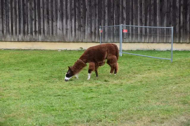 Tag der offenen Tür bei der Wohngruppe in Gumprechtsfelden: Einblicke in die tiergestützte Pädagogik | Foto: Roland Mayr/MeinBezirk Scheibbs