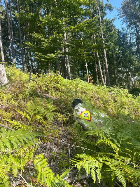 Foto: Österreichische Rettungshundebrigade
