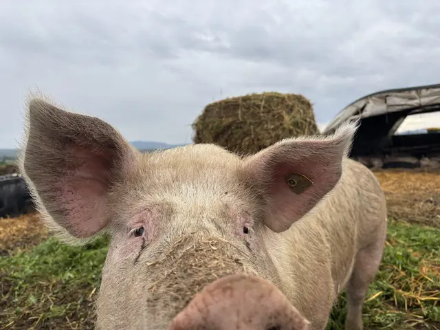 Kein Kanibalismus – aber die Kamera der Redaktion möchte das Schwein trotzdem kosten. | Foto: Lina Chalusch