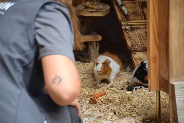 Auch Meerschweinchen finden im Assisi-Hof Stockerau ein vorübergehendes Zuhause.