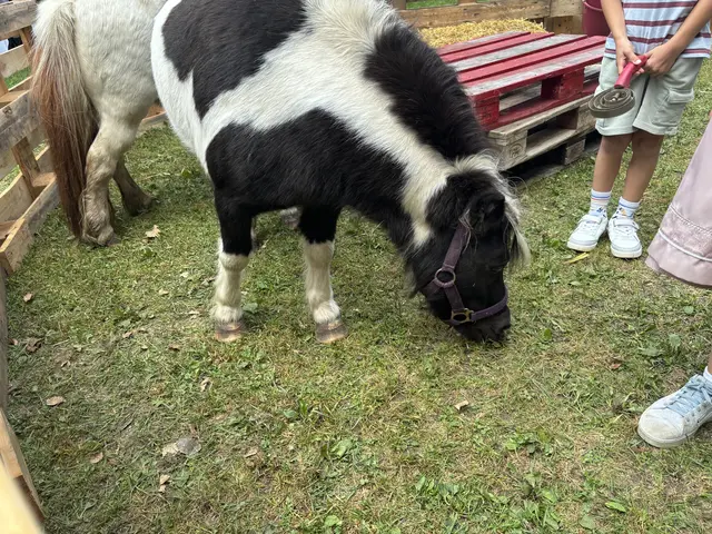 Foto: MeinBezirk/ Evelyn Wanz