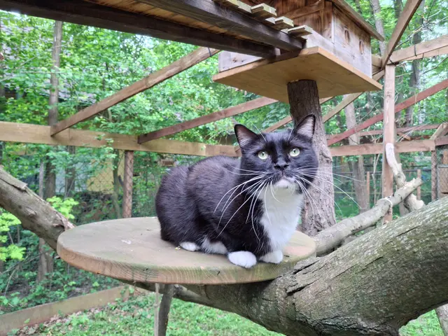 Kater Pauli will einfach nur Zuhause ankommen. | Foto: Österreichischer Tierschutzverein (ÖTV)