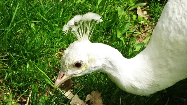 Wie der Blaue Pfau, so ernährt sich auch der weiße Pfau vorwiegend vegetarisch, ... | Foto: © Silvia Plischek