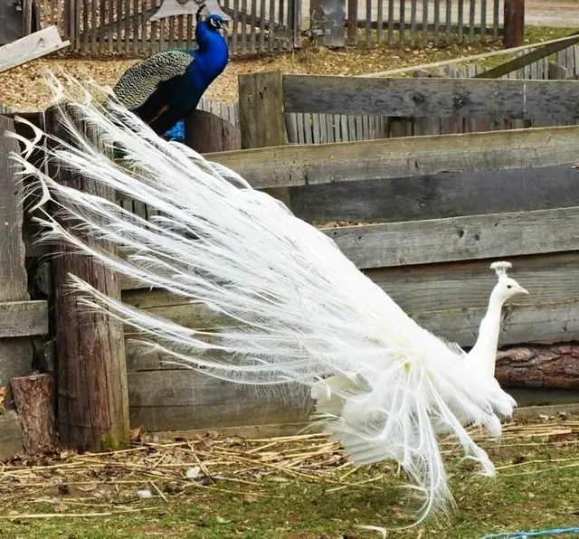 Foto: © Silvia Plischek