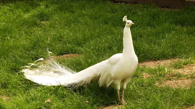 Die Hähne sind mit Schwanzschleppe etwa zwei Meter lang und wiegen vier bis sechs Kilogramm. ... | Foto: © Silvia Plischek