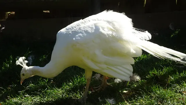 ... die allerdings über die Herbst- und Wintermonate wieder nachwachsen. ... 🙂👍 ... | Foto: © Silvia Plischek