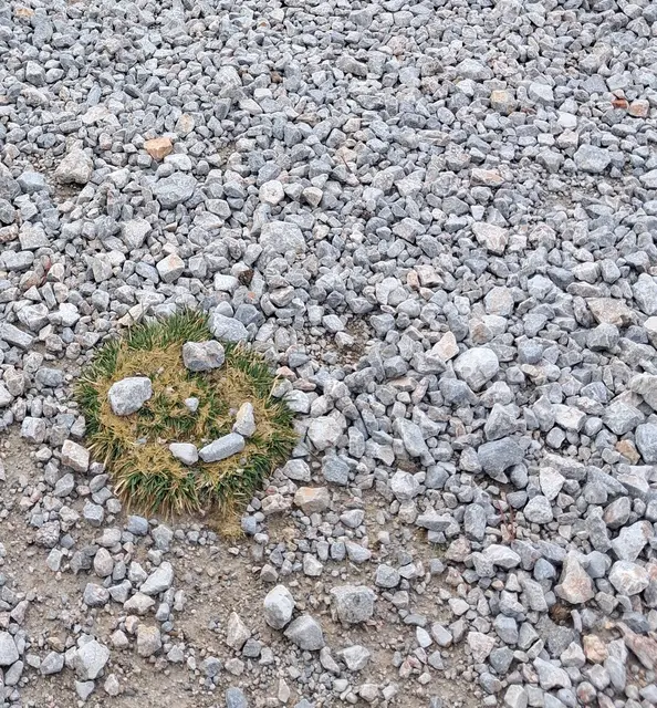 Das Grasbüscherl hat förmlich nach "Xsichterl" gschrien😅