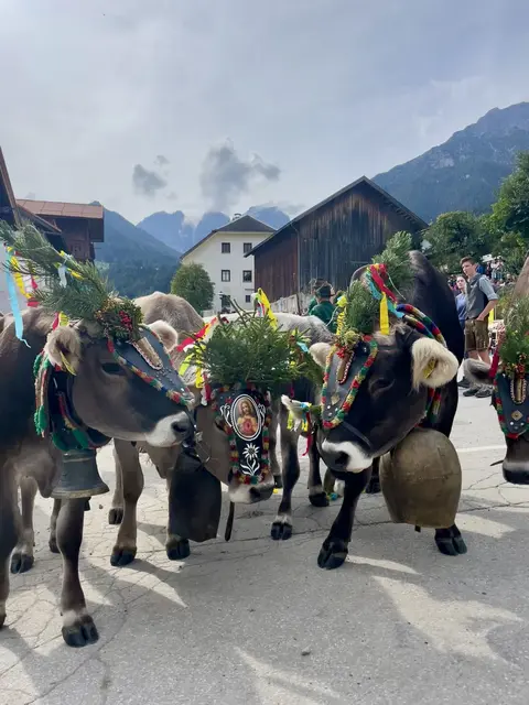 Die Kühe von den zwei Telfer Almen Pfarrachalm und Schlickeralm kehrten zurück nach Telfes.
 | Foto: Mair