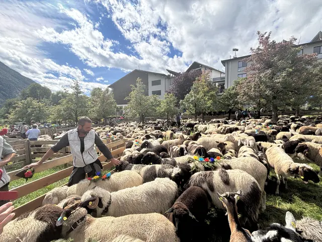 Hunderte Schafe und Festbesucher tummelten sich auf "Barger's Anger".