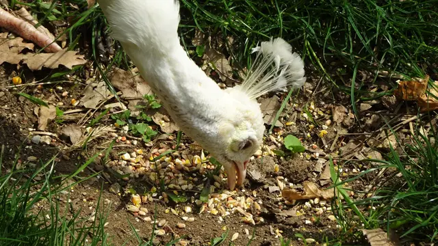 ... d.h. von Samen, Früchten und Blüten! ... BITTE dies ist zum Wohl der Tiere bei der Fütterung zu beachten! | Foto: © Silvia Plischek