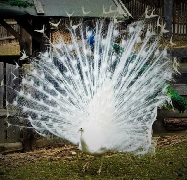 Ab März können sie wieder ihr eindrucksvolles Balzrad zeigen, ... | Foto: © Silvia Plischek