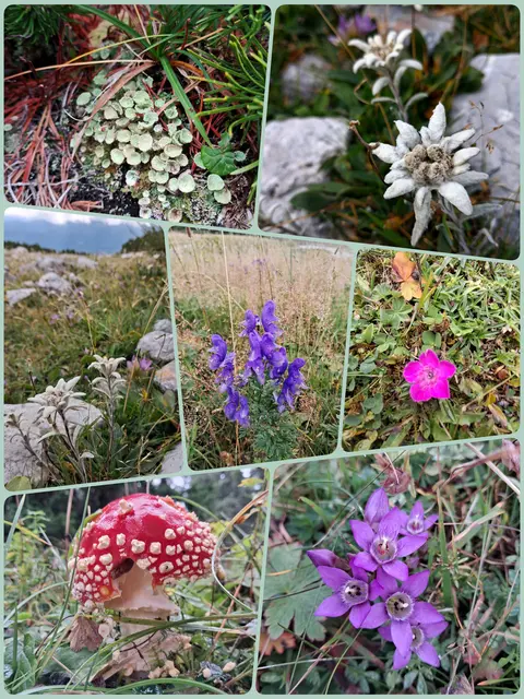 Sogar Edelweiß hab ich gesehen 😍