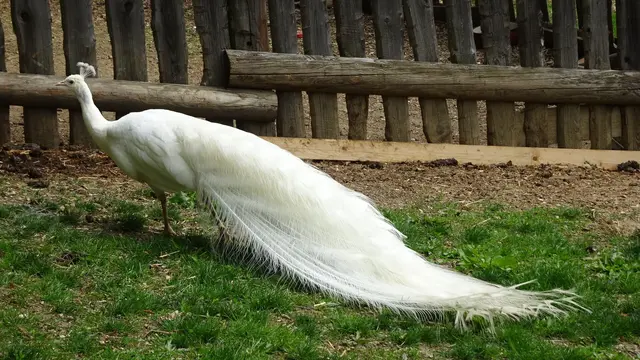Die Schleppe der Männchen besteht aus stark verlängerten, bis zu eineinhalb Meter langen Oberschwanzdeckfedern. ... | Foto: © Silvia Plischek