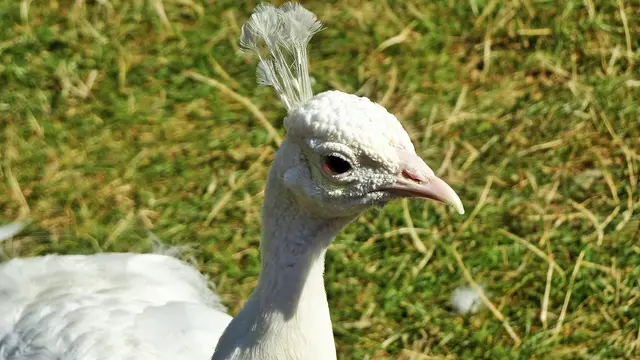 " Bis zum Frühling habe ich meine langen Schmuckfedern garantiert wieder! " ... 🙂👍 ... | Foto: © Silvia Plischek