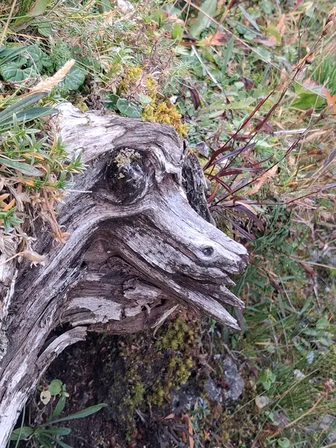 Ja wer guckt denn da raus? Ob das die "Nessi' vom versickerten See ist?