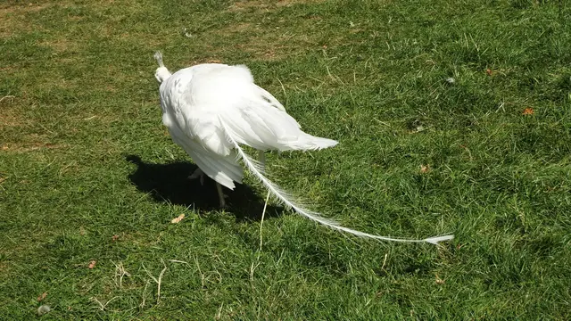 Ab August verlieren sie ihre langen Schmuckfedern, ... | Foto: © Silvia Plischek