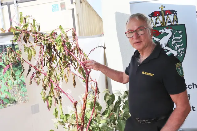 Astrid Wirth, Alois Kornhäusl, Grete Kellner und Josef Haberl von der Berg- und Naturwacht machten u.a. auf die Kermesbeere aufmerksam. Schön anzusehen, zählt die bis zu zwei m in die Höhe wachsende Pflanze zu den invasiven Neophyten, die durch ihr schnelles Wachstum einheimische Pflanzen verdrängt und die natürliche Waldverjüngung behindert. Die Pflanze ist giftig, auch für viele Weide und Wildtiere.  | Foto: Edith Ertl