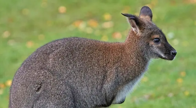 Das entlaufene Wallaby im Zillertal kehrte wieder zu seinem Besitzer zurück. Die Suche konnte daher eingestellt werden. | Foto: AdobeStock