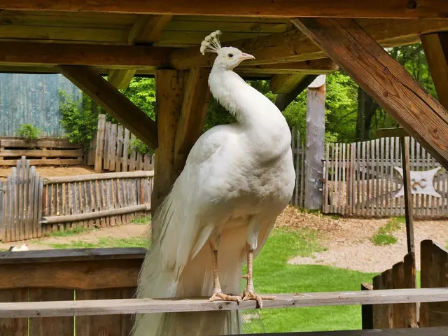 Der weiße Pfau, ein liebenswerter Mutant. ... | Foto: © Silvia Plischek