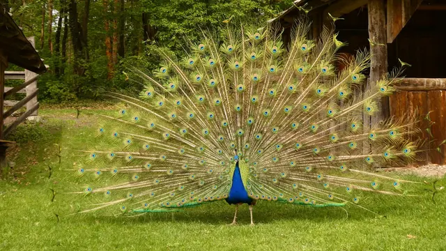 ... um gemeinsam mit dem "blauen Bruder" um die Gunst der Weibchen zu werben. ... ☺️ ... | Foto: © Silvia Plischek