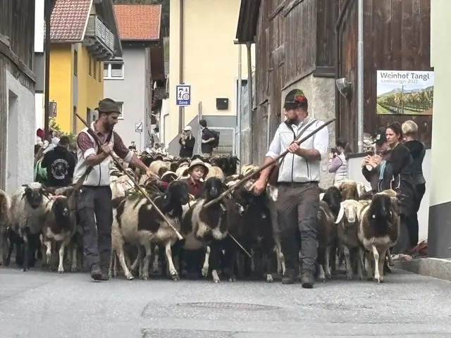 Die Hirten am Weg durch die Trujegasse mit ihren wolligen Schützlingen. | Foto: Perktold