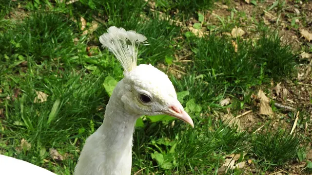 Sie tragen eine kleine Federkrone auf dem Scheitel. ... | Foto: © Silvia Plischek