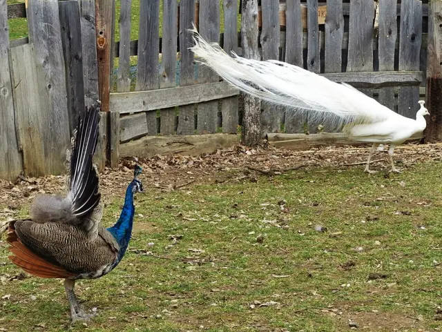 Im Frühling - rechtzeitig zur Balz - sind die langen Oberschwanzdeckfedern wieder voll ausgebildet. ... | Foto: © Silvia Plischek