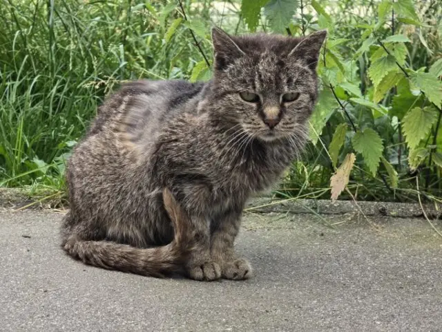 Wer schenkt Mama Odie noch ein paar schöne Monate?