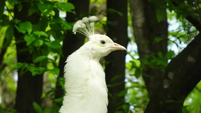 Der weiße Pfau | Foto: © Silvia Plischek