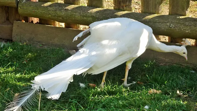 Foto: © Silvia Plischek