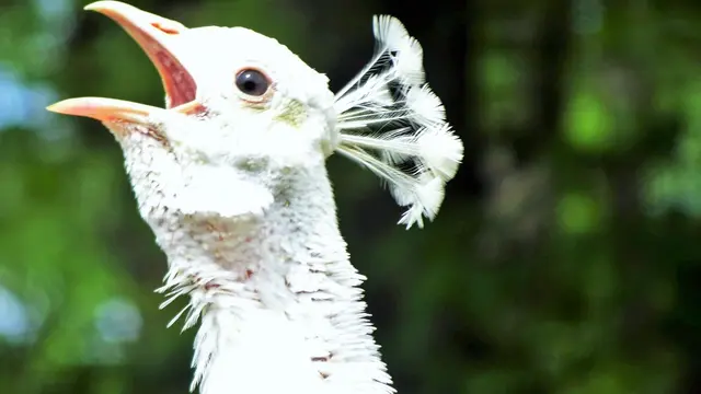 Auf Wiedersehen, bis zum nächsten Mal! ...😉... | Foto: © Silvia Plischek