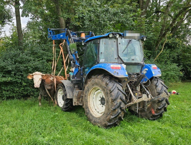 Mithilfe eines Traktors und viel Feingefühl konnte die Kuh behutsam aus dem Bach befreit und wieder sicher auf die Wiese zurückgebracht werden. | Foto: DOKU-NÖ