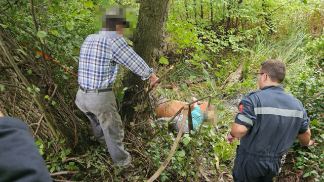 Am 14. September wurde die Freiwillige Feuerwehr Hasendorf (Gemeinde Sitzenberg-Reidling) zu einer Tierrettung alarmiert.  | Foto: DOKU-NÖ