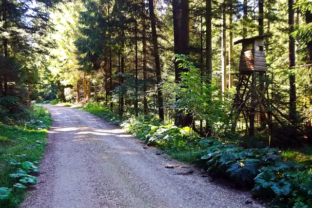 Der 86-jährige Bewohner eines Innsbrucker Pflegeheims war in einem nahegelegenen Waldstück unterwegs, als Polizei und Rettung alarmiert wurden. (Symbolbild) | Foto: meinBezirk.at