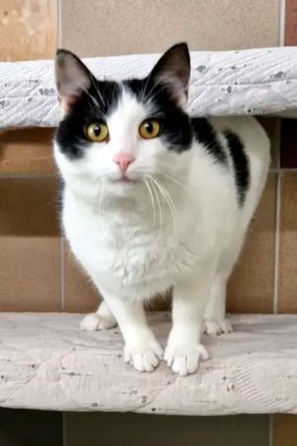 Wer hat ein Herz und Plätzchen für diesen feschen Kerl? Domino sucht ein Zuhause. | Foto: Arche Wels