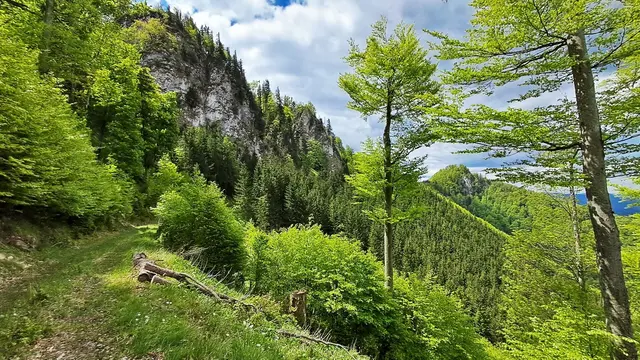 Nach einem letzten Blick zurück zum Wendlgupf ... | Foto: © Silvia Plischek